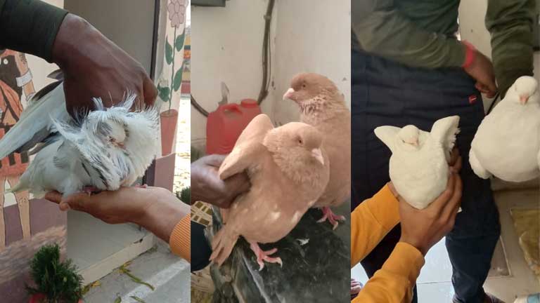BSF-Rescued-Pigeons