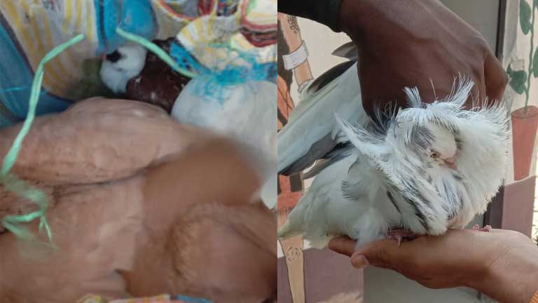 BSF-rescues-pigeons-from-smugglers