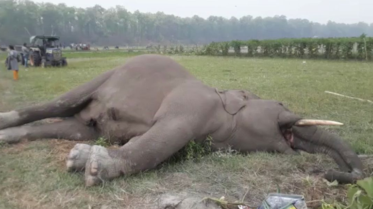 Dead elephant's body found in the field, sensation in the area